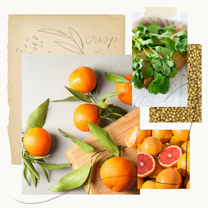 Mandarin Coriander Hand Lotion